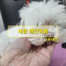 남창애견샵 복실강아지 | 세종 애견미용 전문 홀리홀리에서 작고 예민한 강아지도 편안했던 곳