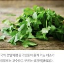 우리의 깻잎...서역 오랑캐의 채소 "샹차이"의 진실~ 이미지