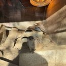 더스테이 | 가평 여행 기록 [더스테이 힐링파크] 후기