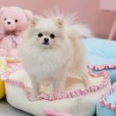 멍멍닷컴 이미지