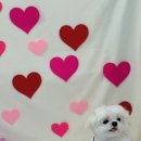 멍탕멍컷 이미지