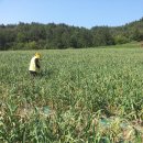 오월농장 이미지