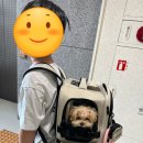 강아지 이동가방 인더코코백팩 한달 사용후기😎 이동장 이동가방 추천