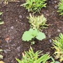 제주안안민박 이미지