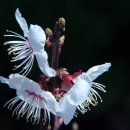 4월 7일의 꽃은 '매실나무 (Japanese apricot)' 이미지