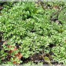 자연이 주는밥상 이미지