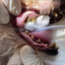 브이동물메디컬센터 이미지