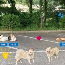 강아지이야기 이미지