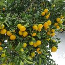 오광농장 이미지