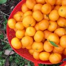 용이네 농장 이미지