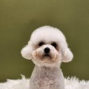 수원-0172 | 수원 영통 망포 마이히어로 강아지 미용실