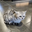 고양이PC&카페 이미지