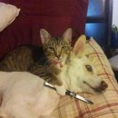 모리도중 이미지