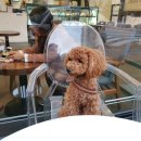 샤워하는 강아지 이미지