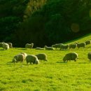 대화목장 이미지