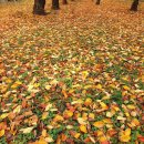 철산동 광성초등학교 앞 이미지