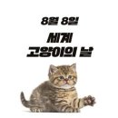8월 8일 세계고양이의 날 유래 길고양이 공존 집회 소식 이미지