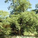 덕정 느티나무길 이미지