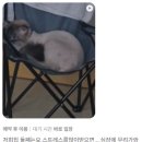 한남심장내과동물병원 이미지