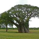 바오바브(baobab)