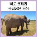코끼리잠 | 아도 코끼리 국립공원 투어 Addo Elephant National Park
