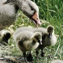 미운오리새끼 이미지