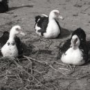 기러기농장 이미지