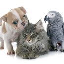 공항 동물병원 이미지