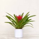 구즈마니아 물 주기 키우기 겨울철 최저 온도 이미지