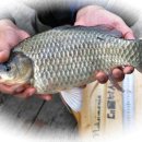 대물낚시 이미지