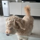 사프리카 더 캠프 | M9 W2-3 룽지와 후추와 나