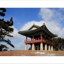 서천 마량리 동백나무 숲 이미지