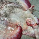 신안홍어 이미지