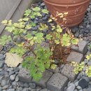 튜울립 꽃 주머니 만들기 이미지