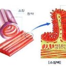 (8) 뿌리는 물을 어떻게 흡수할까? 이미지