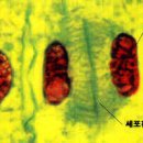 4.생명의 연속성 - 1. 세포 분열 - (2) 체세포 분열 이미지