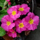 도담하다 이미지