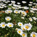 메종드씨엘 이미지