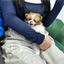 펫퍼스트 24시 강아지분양고양이분양 용인점 이미지