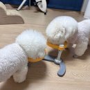 멍는개남는댕 이미지