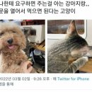 강아지와 고양이 이미지