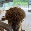 성찬목장 이미지