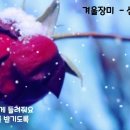 심수봉 - 겨울장미 이미지