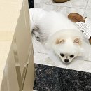 반창꼬동물병원 | 경주 스마일 동물병원에서 11개월 강아지 우니 중성화...2.4kg 여아 암컷 중성화 후기)+발사(실밥풀기)까지