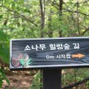 소나무힐링