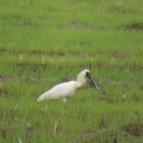 민머루해수욕장 이미지