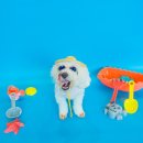 체크인독 애견유치원 이미지