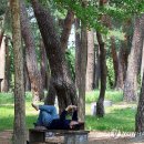 소나무숲 이미지