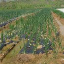 중앙정미소 이미지