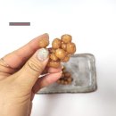 온도 수제청 이미지